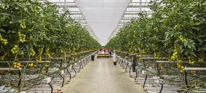 Image shows an AGR sustainable greenhouse.